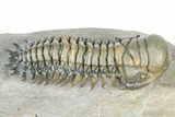 Flying Crotalocephalina Trilobite - Exposed Hypostome #359224-3